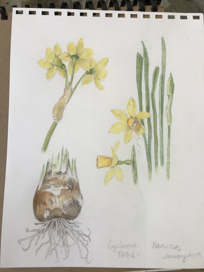 tate-a-tete-narcissus