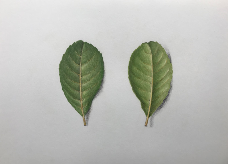 leaf2jpg-2
