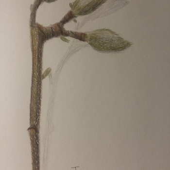 magnolia-bud
