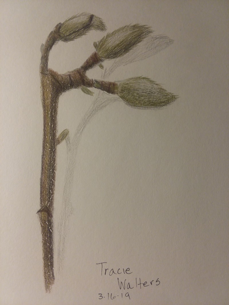 magnolia-bud