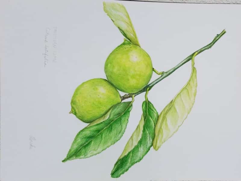 tahitian-lime