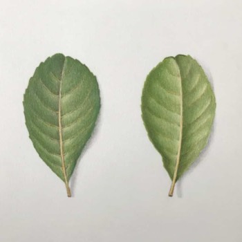 leaf-6