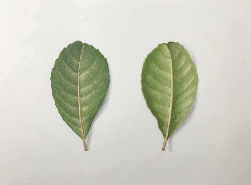 leaf-6
