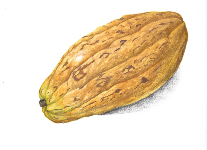 cacao-pod-an-exercise-in-shape-and-texture-2