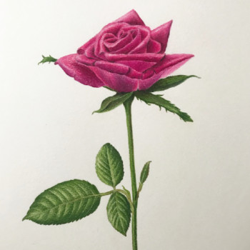 rose-4