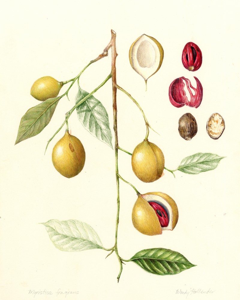 nutmeg-myristica