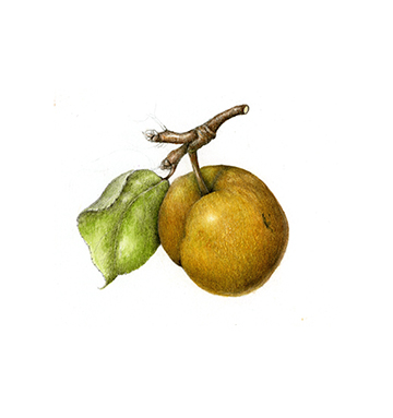 asainpear