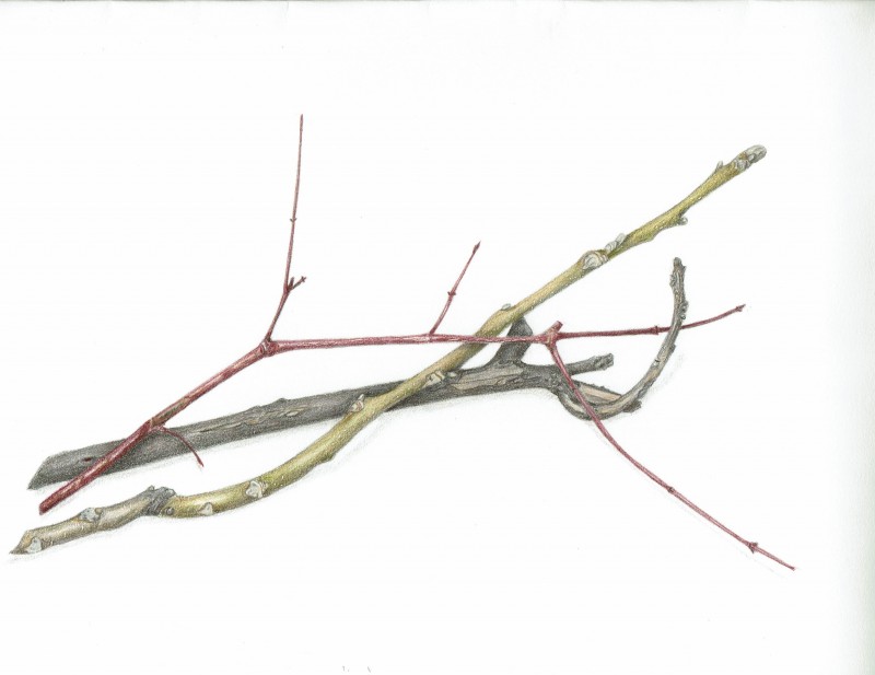 3twigs