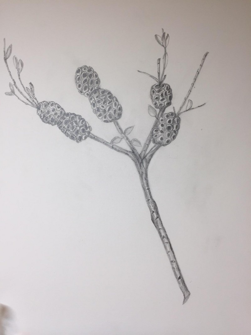 branch-drawing