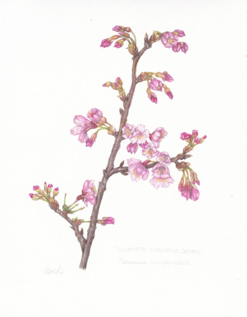 taiwanese-flowering-cherry86