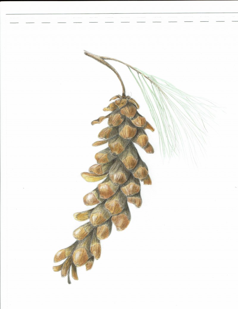 whitepinecone