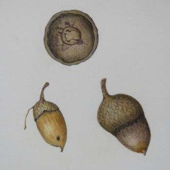 acorns-2