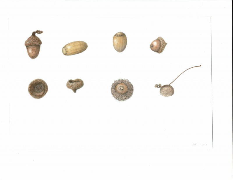 finalacorns