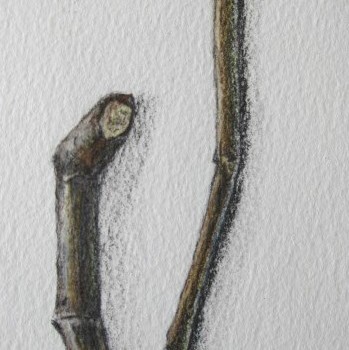 lesson-1-twig-1st-attempt