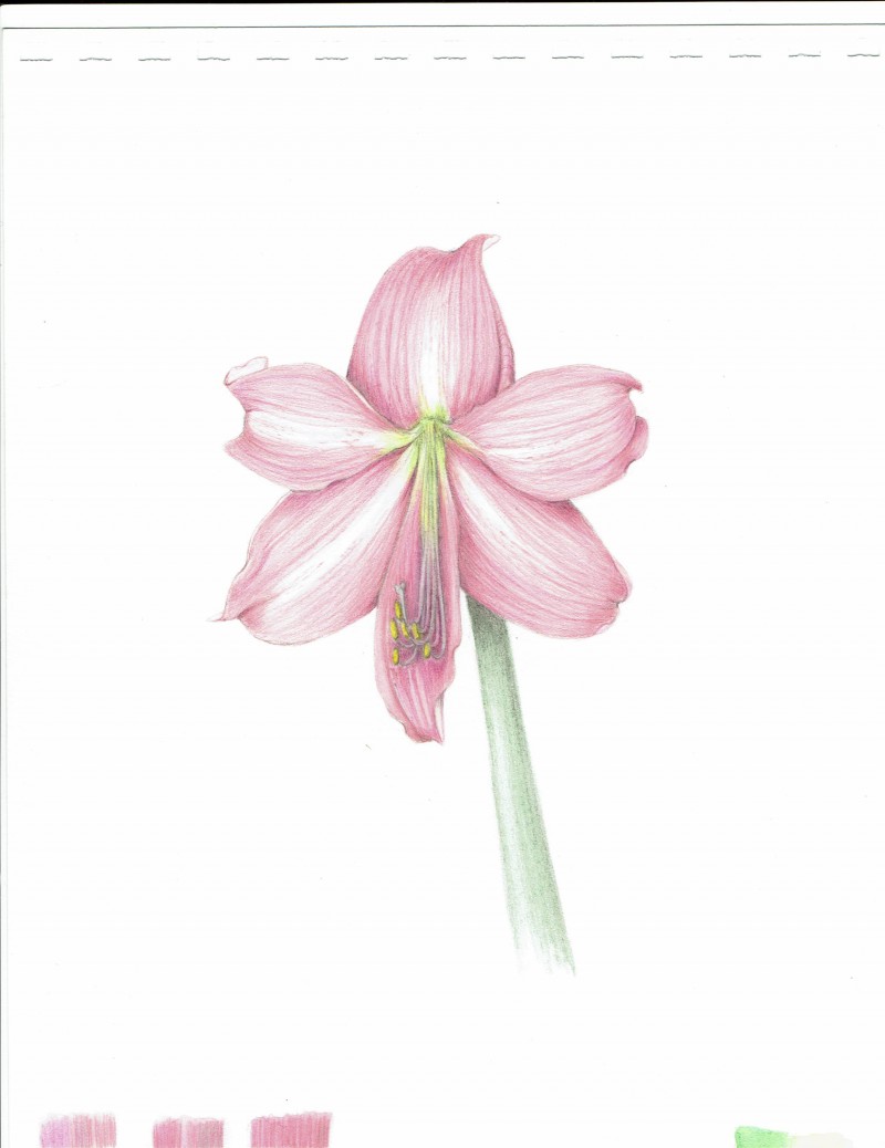 amaryllis-4