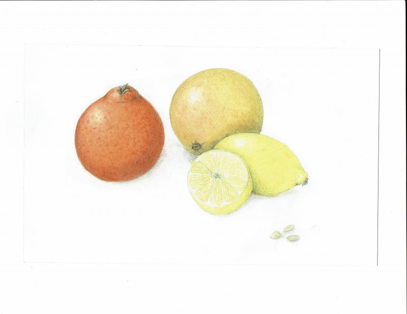 citrusfinal-2