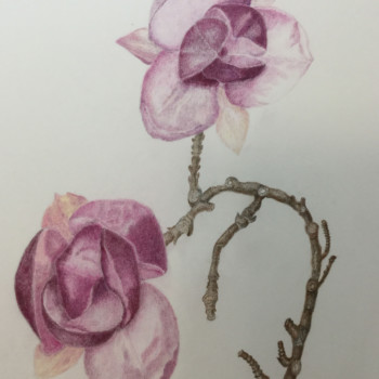 magnoliawithbranches