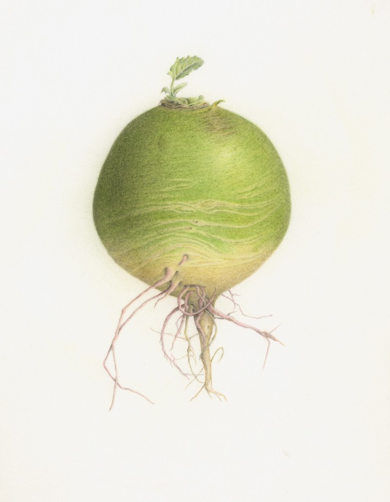 radish-4