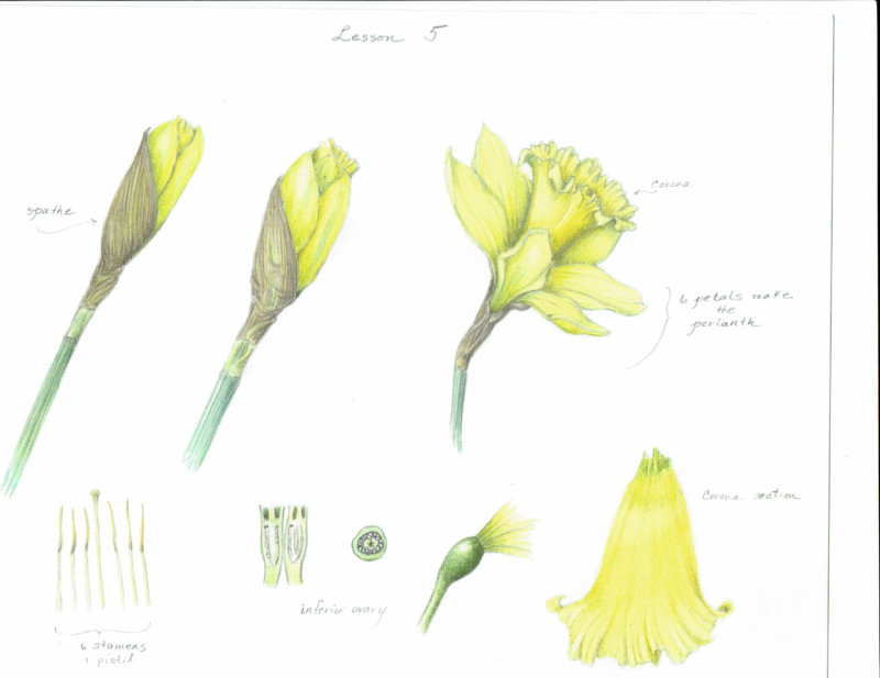 narcissustext-2