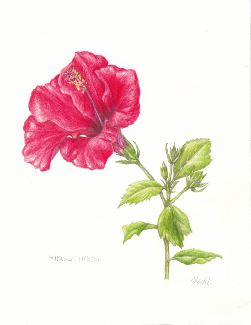 hibiscus-hybrid-yomitan