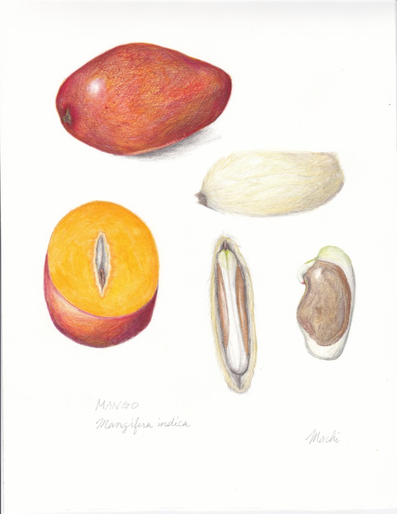 mango-fruit