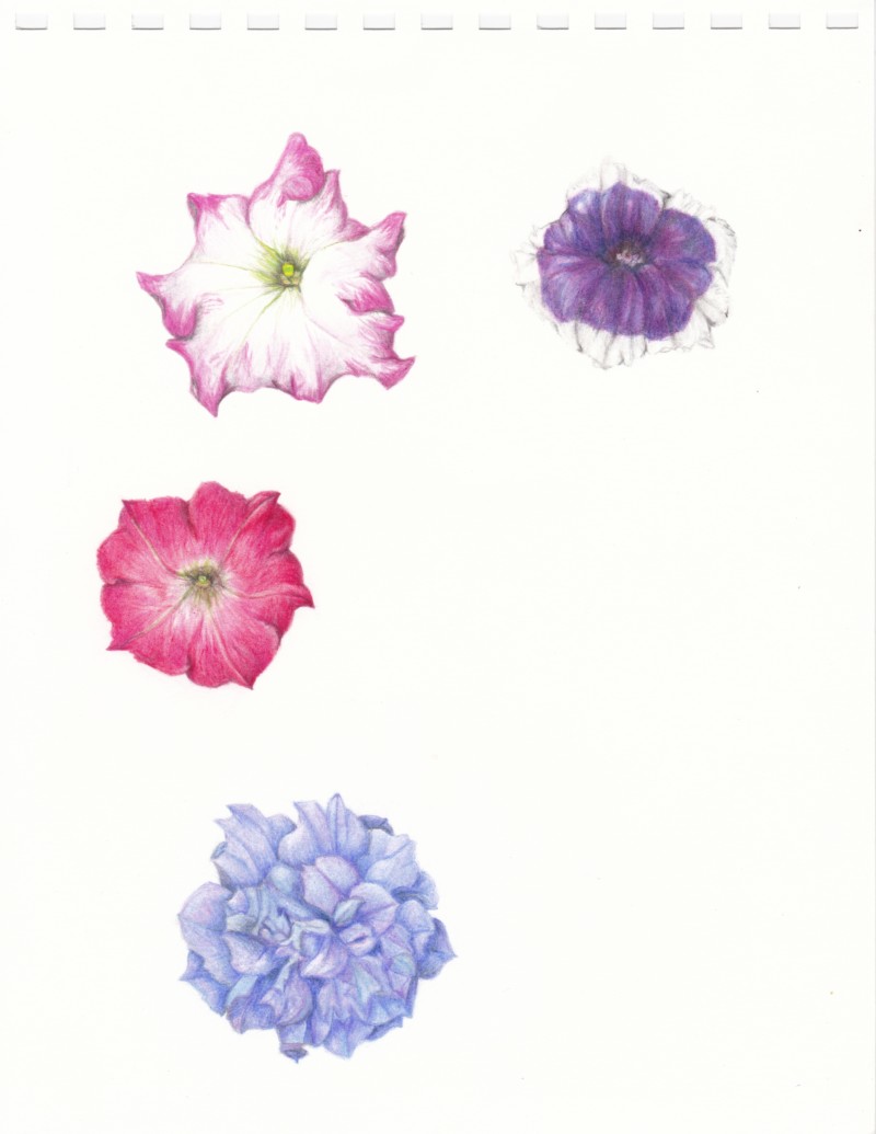 petunia-flowers