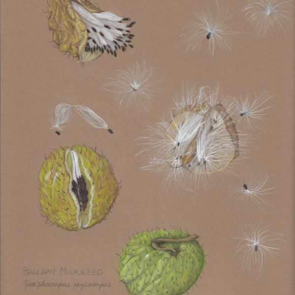 Balloon milkweed fruits and seeds