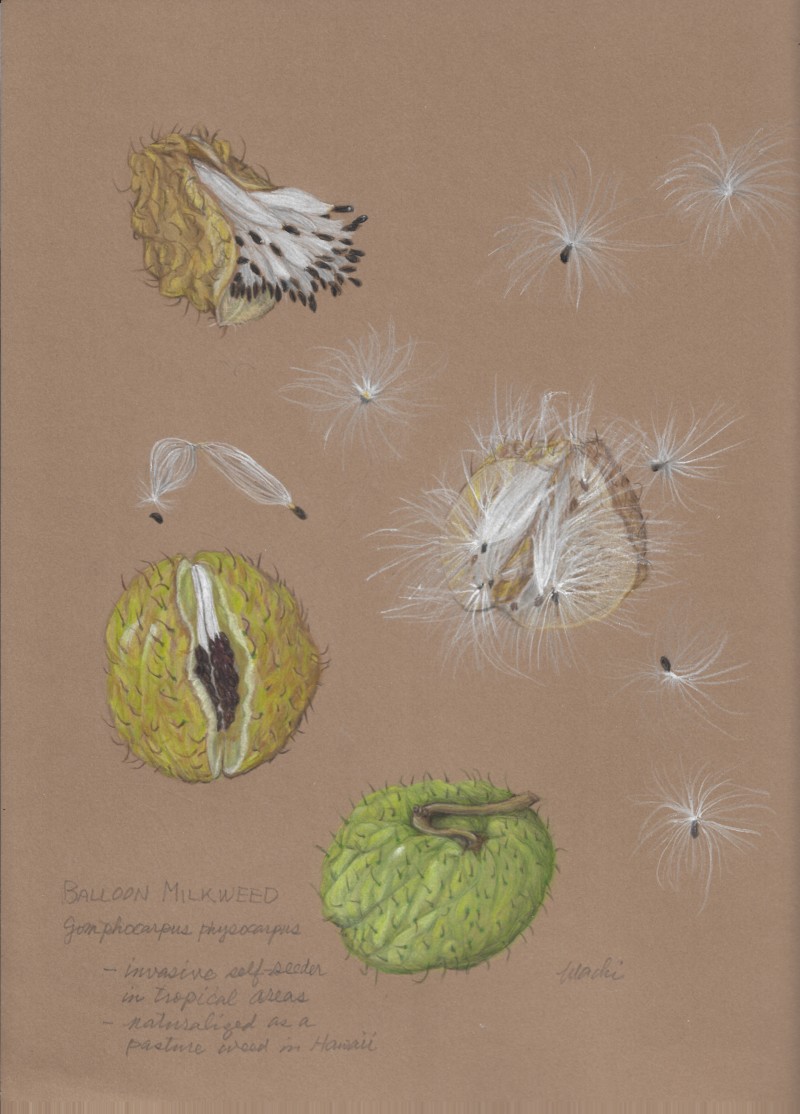 balloon-milkweed-fruits-and-seeds