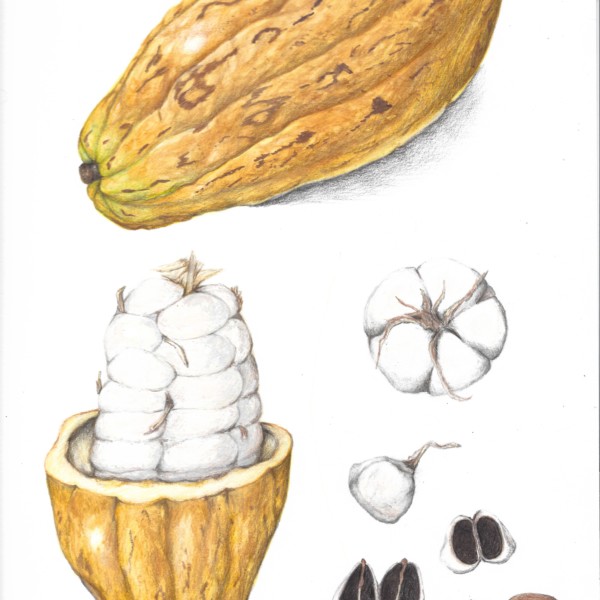 Cacao pod