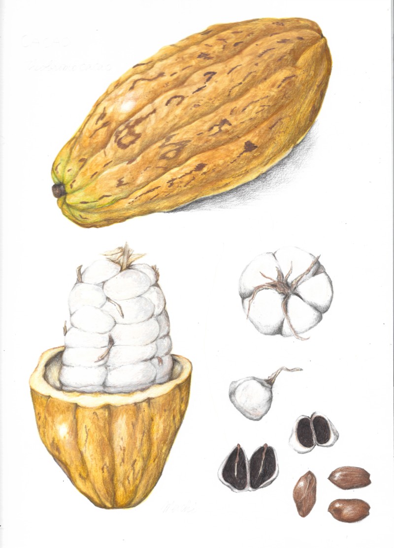 cacao-pod