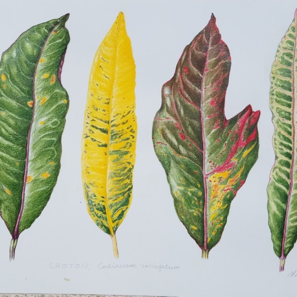Croton Kauai 2020, "finished" at home