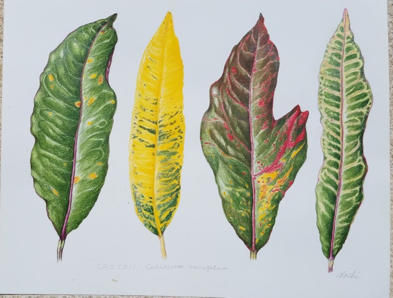 croton-kauai-2020-finished-at-home