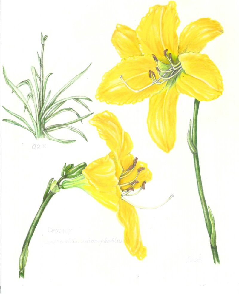 daylily