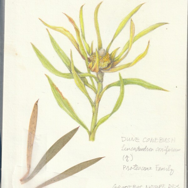 Dune Conebush male flower