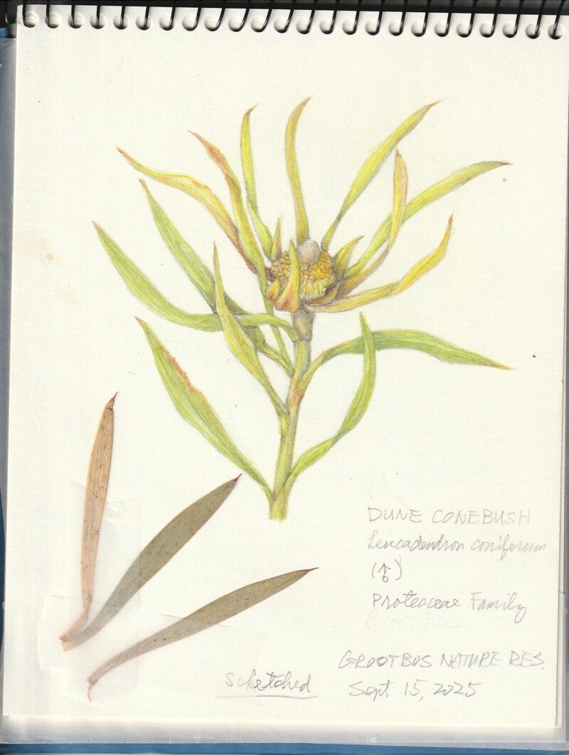 dune-conebush-male-flower