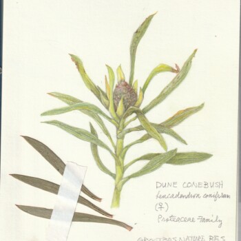 dune-conebush-female-flower