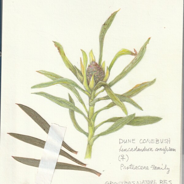 Dune Conebush female flower