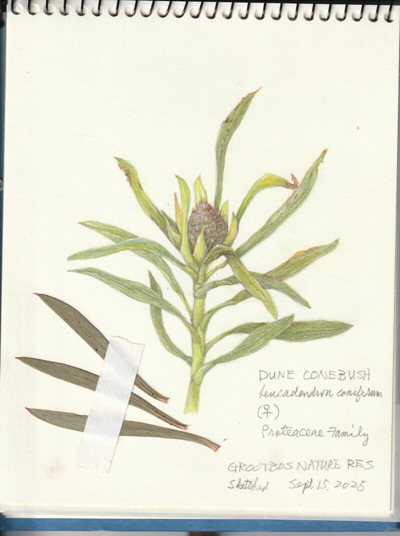 dune-conebush-female-flower