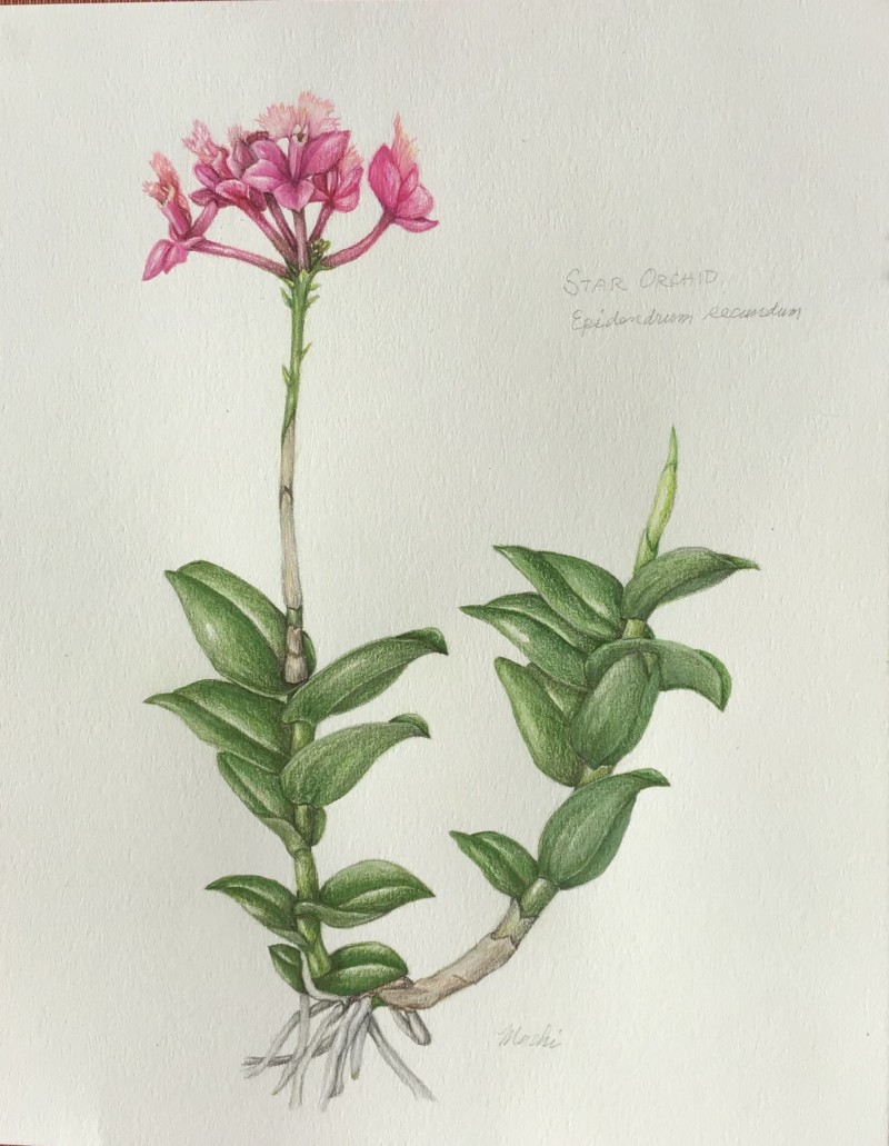 epidendrum-3