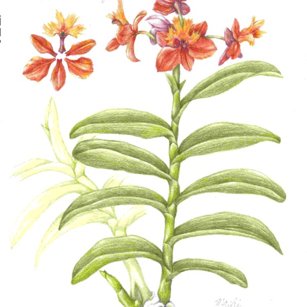 EpidendrumOrange (2)