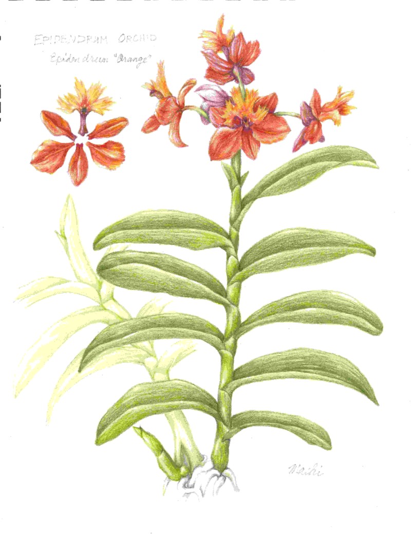 epidendrumorange-2