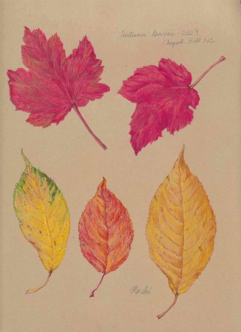 fall-leaves-600