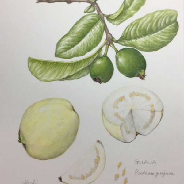 Guava incomplete