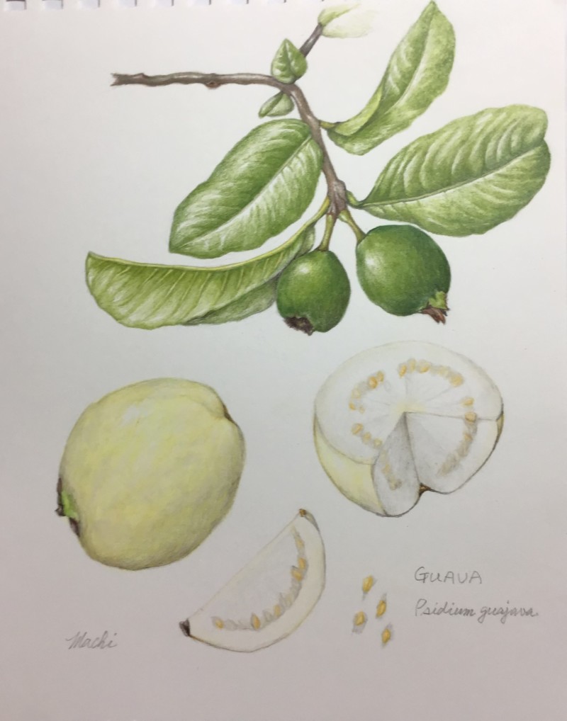 guava-incomplete