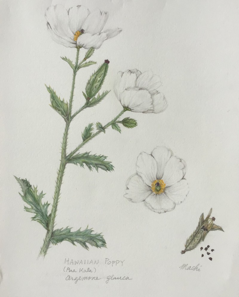 hawaiian-poppy-revised