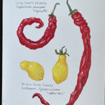 sweet-long-pepper-and-yellow-pear-tomato