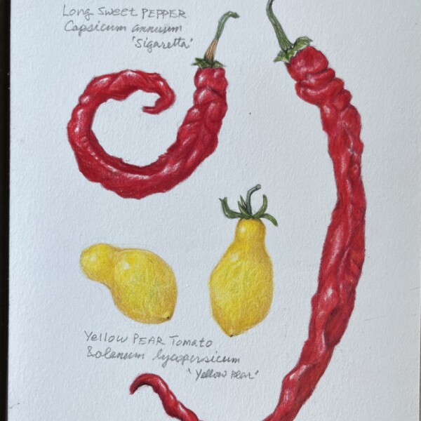 Sweet long pepper and yellow pear tomato