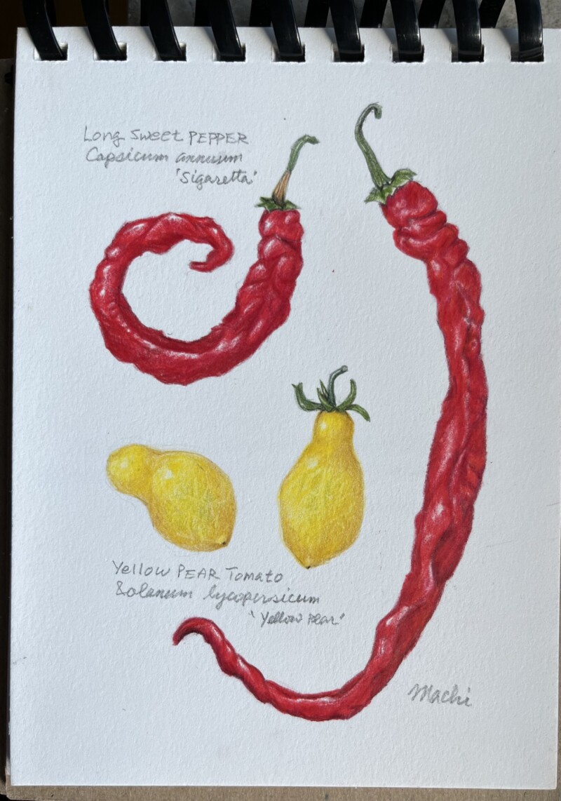 sweet-long-pepper-and-yellow-pear-tomato