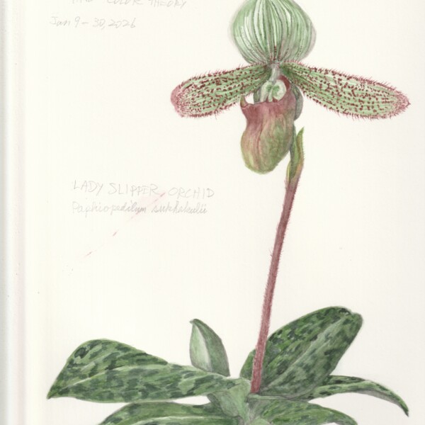 Lady's Slipper final