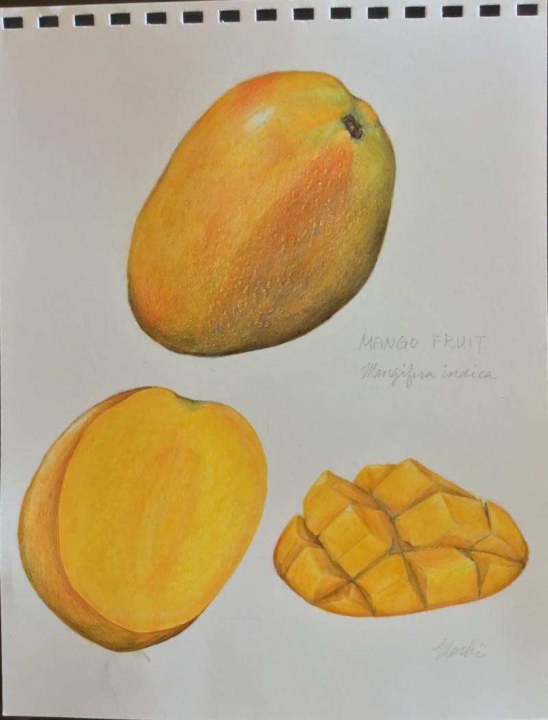 mango-fruit-2